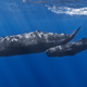 Illustration for article titled Sperm Whale Clans Speak Different Dialects
